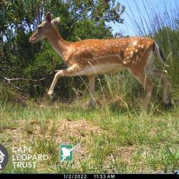 Fallow deer